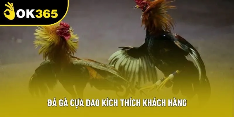 Đá gà cựa dao kích thích khách hàng