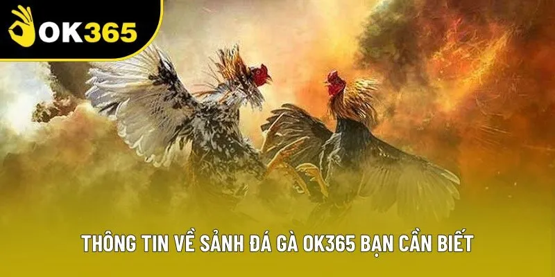 Thông tin về sảnh đá gà OK365 bạn cần biết 